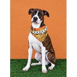 Photo of Toro, adoptable Boxer in Doral, Florida
