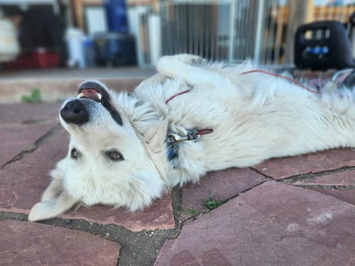 Photo of Speedy, adoptable Great Pyrenees in Tabernash, Colorado