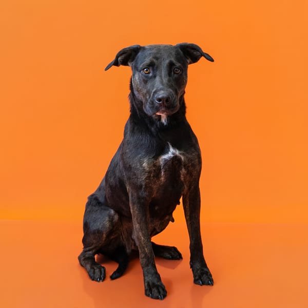 Photo of Brix, adoptable Labrador cross in Lawrenceville, Georgia