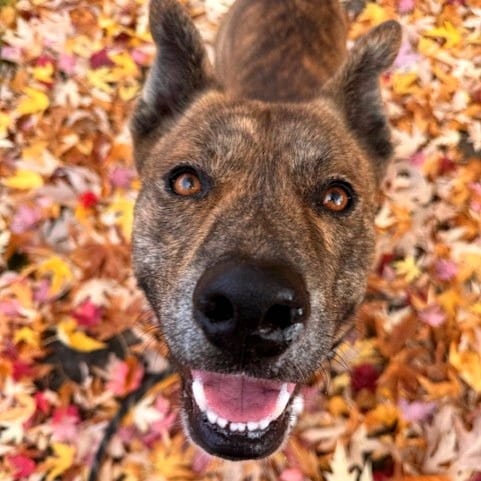Photo of Saint, adoptable Mixed Breed (Medium) in Medford, Oregon