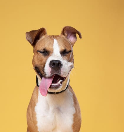 Photo of Mirabel, adoptable dog in Atlanta, Georgia