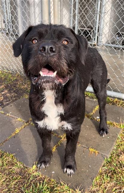 Photo of Kong, adoptable German Wirehaired Pointer in Rosenberg, Texas