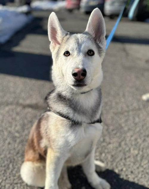 Photo of Sly, adoptable Siberian Husky in Matawan, New Jersey