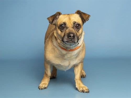 Photo of Betty, adoptable Chihuahua in Phoenix, Arizona