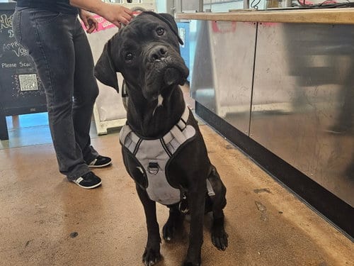 Photo of Tristan, adoptable Boxer in Van Nuys, California