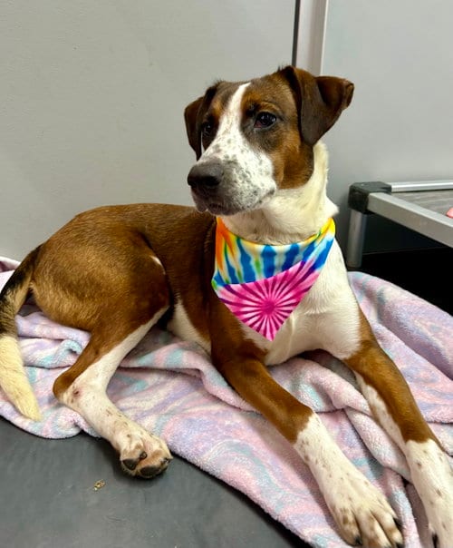 Photo of Sabrina, adoptable Collie in Corning, Arkansas