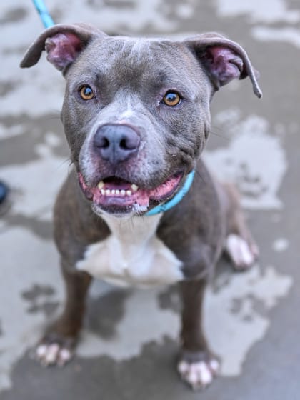 Photo of Bao Bun, adoptable dog in Chamblee, Georgia