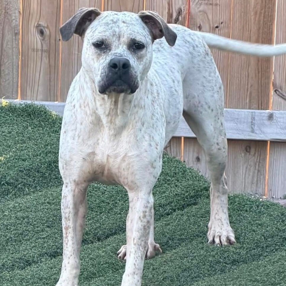 Photo of Lilly, adoptable Terrier, Pit Bull / Mixed Breed (Medium) in Weatherford, Texas