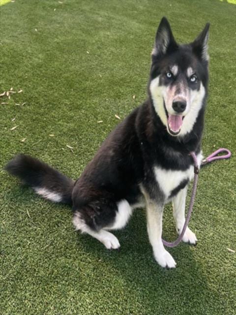 Photo of Miska, adoptable Siberian Husky in Los Angeles, California