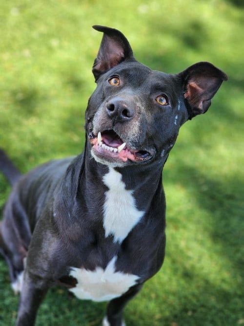 Photo of Harmony, adoptable Pit Bull Terrier in Antioch, California