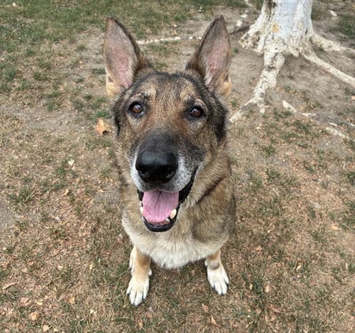 Photo of Wilma, adoptable German Shepherd Dog in Riverside, California