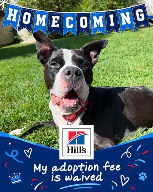 Photo of Scrappy, adoptable Pit Bull Terrier in Brewster, Massachusetts