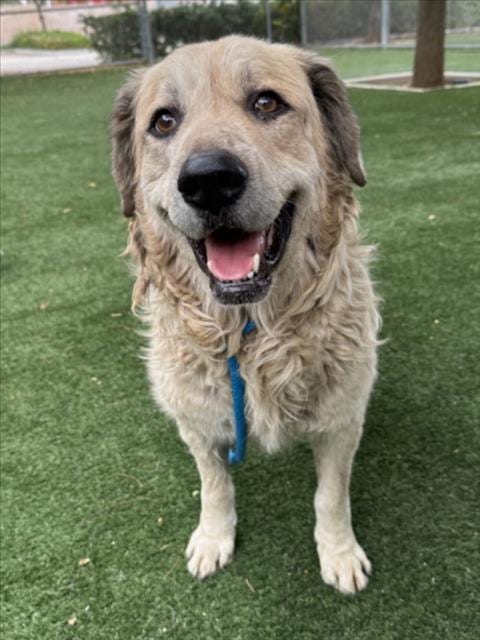 Photo of Danner, adoptable Golden Retriever in Chatsworth, California