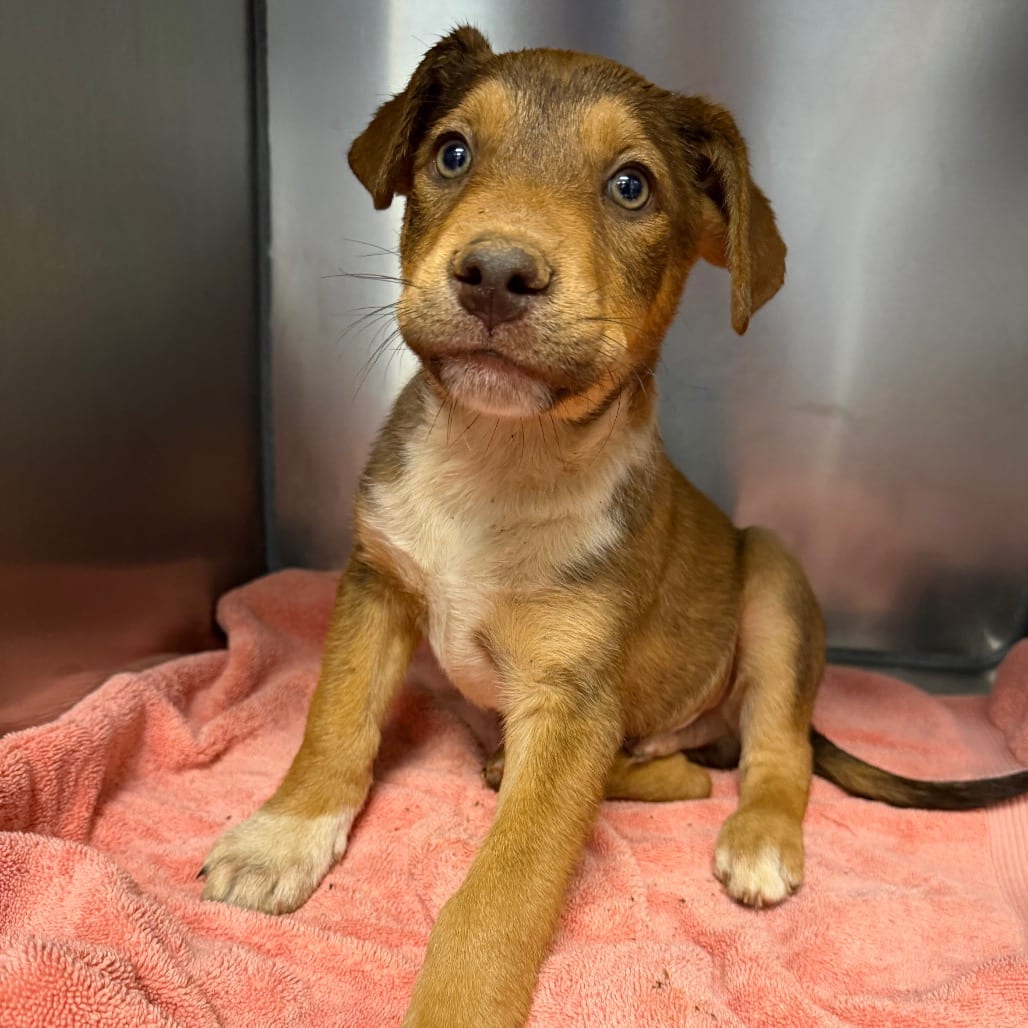 Photo of Fangula, adoptable Mixed Breed (Large) in Martinsville, Virginia