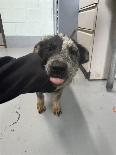 Photo of Bluebelle, adoptable Australian Cattle Dog/Blue Heeler in Corpus Christi, Texas