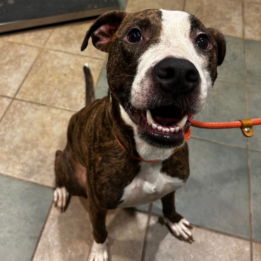 Photo of Boom Boom, adoptable Mixed Breed (Medium) in Chattanooga, Tennessee