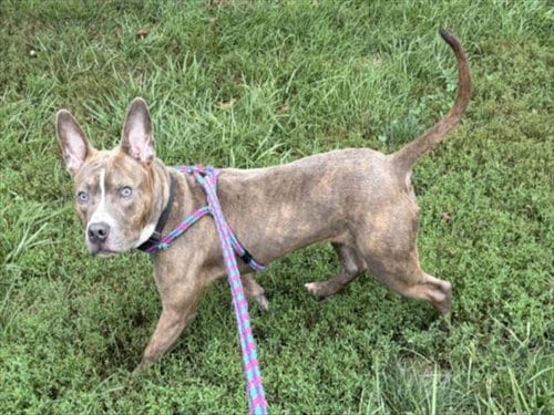 Photo of Finnegan, adoptable American Pit Bull Terrier in Derwood, Maryland