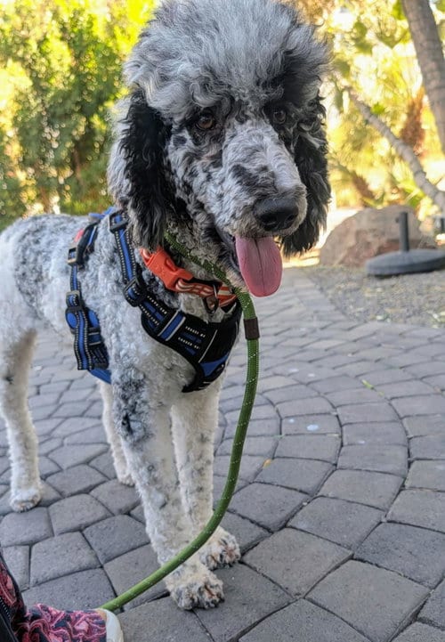Photo of Show Time, adoptable Poodle (Standard) in Chandler, Arizona