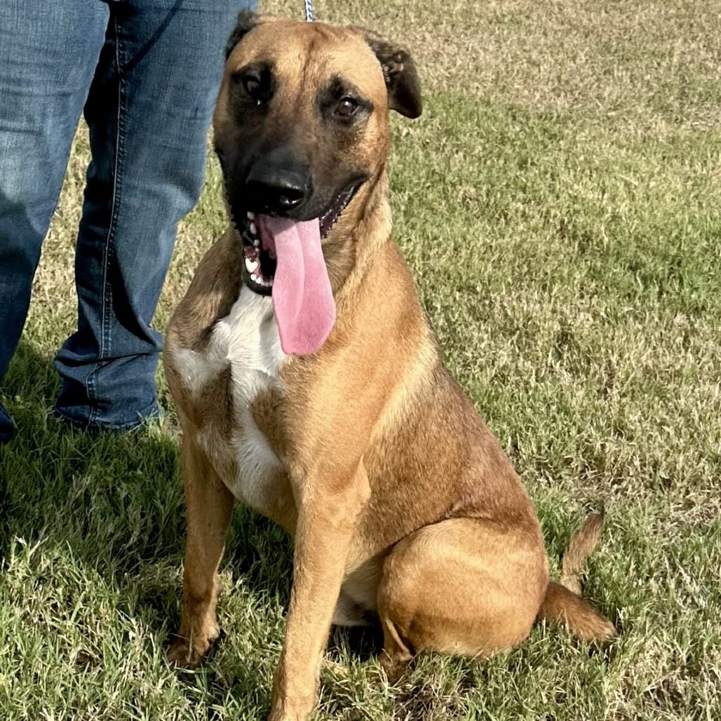 Photo of Jake, adoptable Shepherd, German / None in Houston, Texas