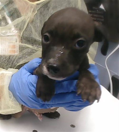Photo of Dumpling, adoptable American Pit Bull Terrier in Phoenix, Arizona