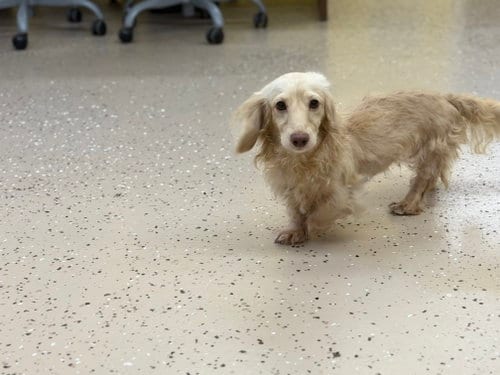 Photo of Nova, adoptable Dachshund in York, South Carolina