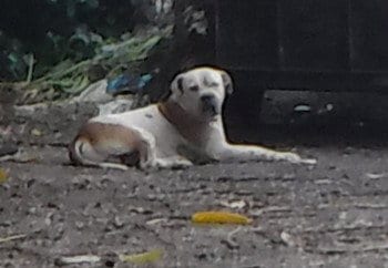 Photo of Taco, adoptable American Bulldog in Miami, Florida