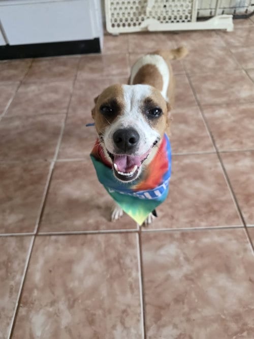 Photo of Nala, adoptable Chihuahua in Virginia Beach, Virginia