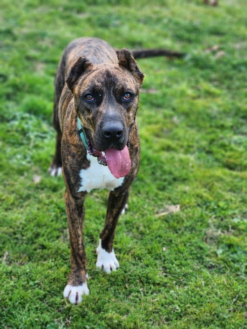 Photo of Stanley, adoptable Unknown breed in Shreveport, Louisiana
