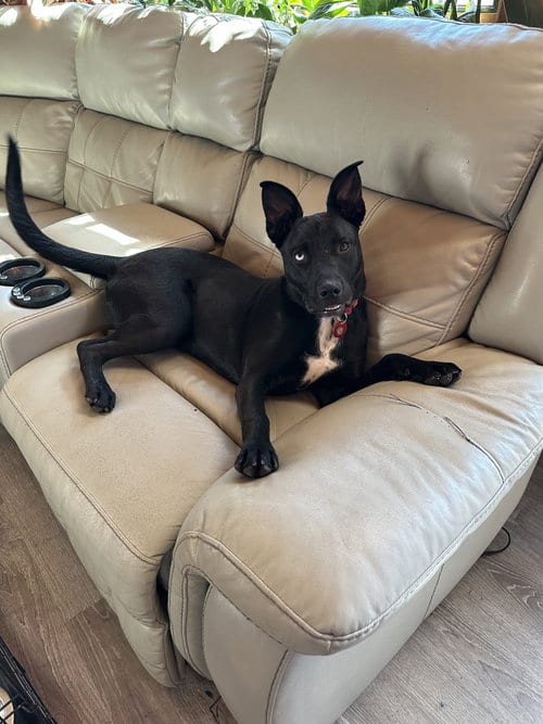 Photo of Hazel, adoptable Pit Bull Terrier in Nashville, Tennessee