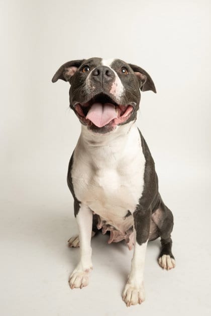 Photo of Cookie, adoptable Pit Bull Terrier in Rowlett, Texas