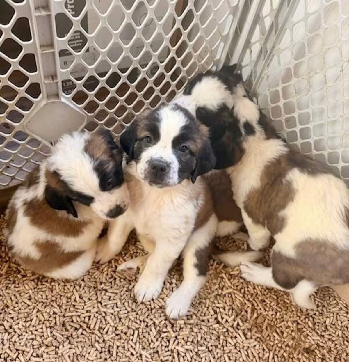 Photo of Saint Bernard puppies, adoptable St. Bernard in Cincinnati, Ohio