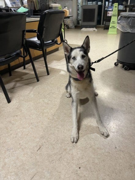 Photo of Apollo, adoptable Siberian Husky in San Pedro, California