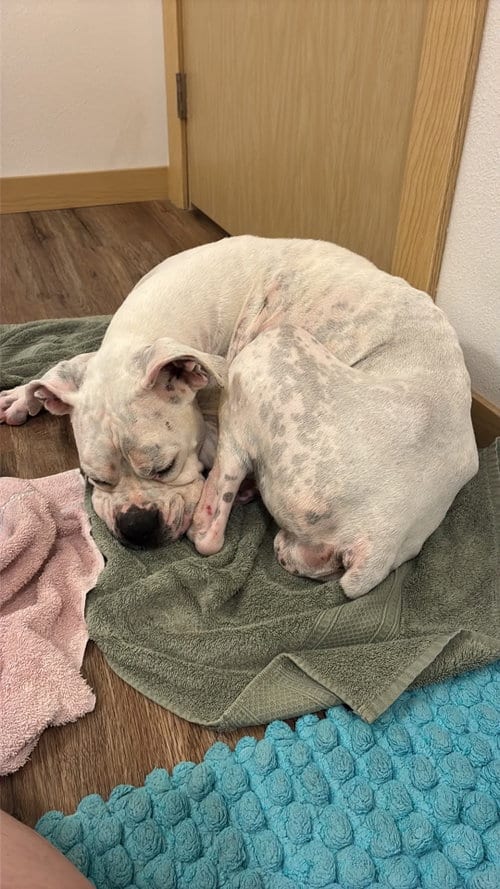 Photo of Pearl - NEEDS FOSTER, adoptable Boxer in Owatonna, Minnesota