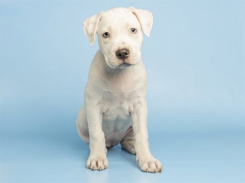 Photo of Marshmallow, adoptable American Pit Bull Terrier in Phoenix, Arizona