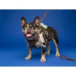 Photo of Dexter, adoptable French Bulldog in Doral, Florida