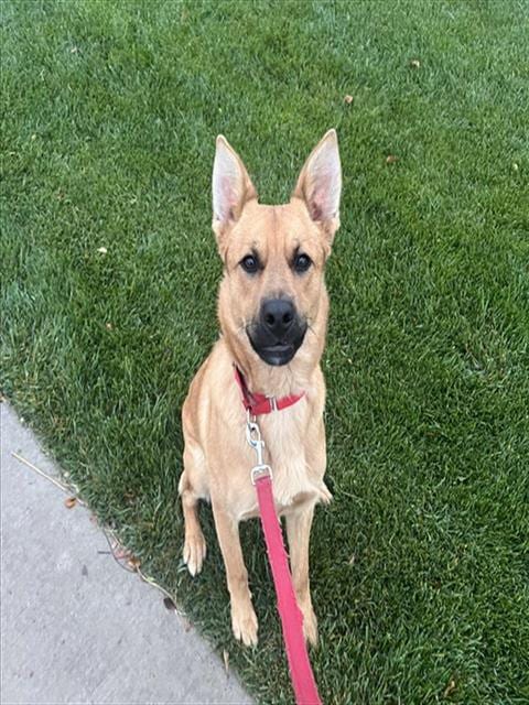 Photo of Goldy, adoptable German Shepherd Dog in Stockton, California