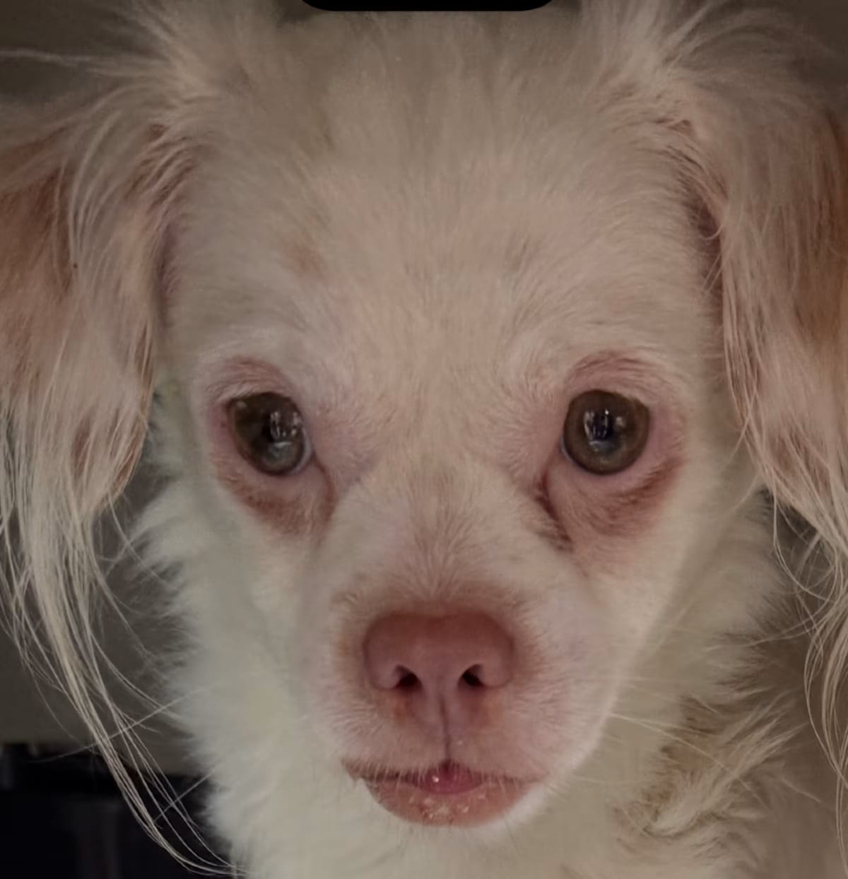 Photo of Everest 22401, adoptable Cavalier King Charles Spaniel/Mixed Breed (Small) in Cumming, Georgia