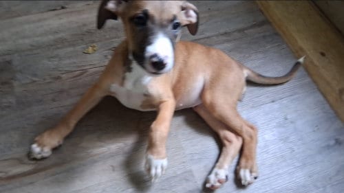 Photo of Luna, adoptable American Pit Bull Terrier in Chester, Virginia