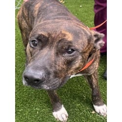 Photo of Pax, adoptable American Pit Bull Terrier in Texas City, Texas
