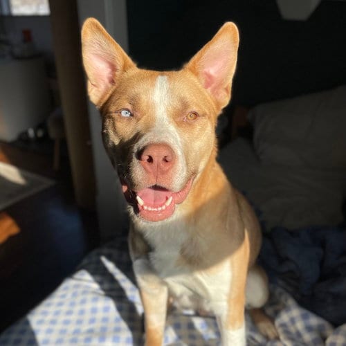Photo of Dug, adoptable Pit Bull Terrier in Princeton, Minnesota