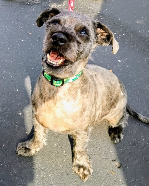 Photo of Toto, adoptable Terrier in Livonia, Michigan