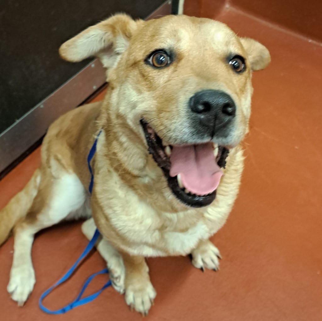 Photo of Pillsbury, adoptable Mixed Breed in Douglasville, Georgia