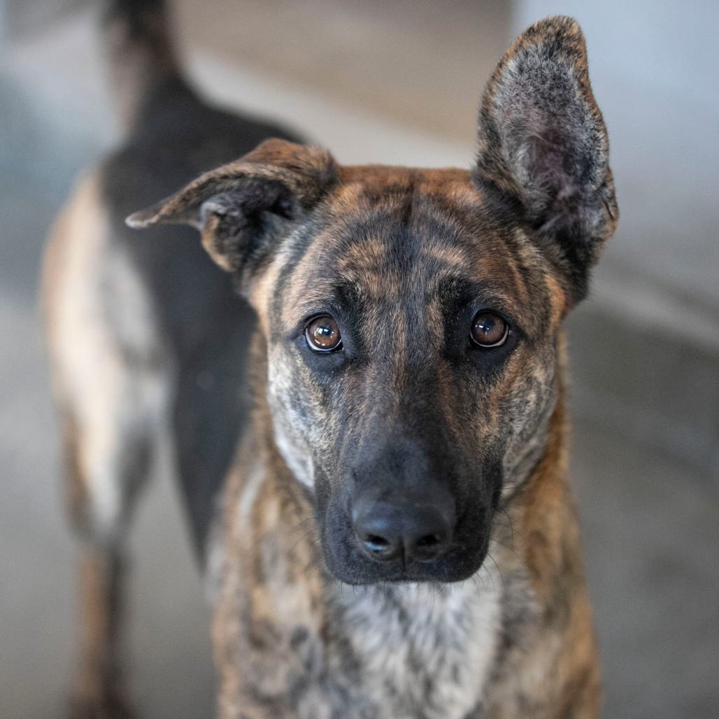 Photo of Mija (S26-107), adoptable Shepherd, German / Mix in Colorado Springs, Colorado