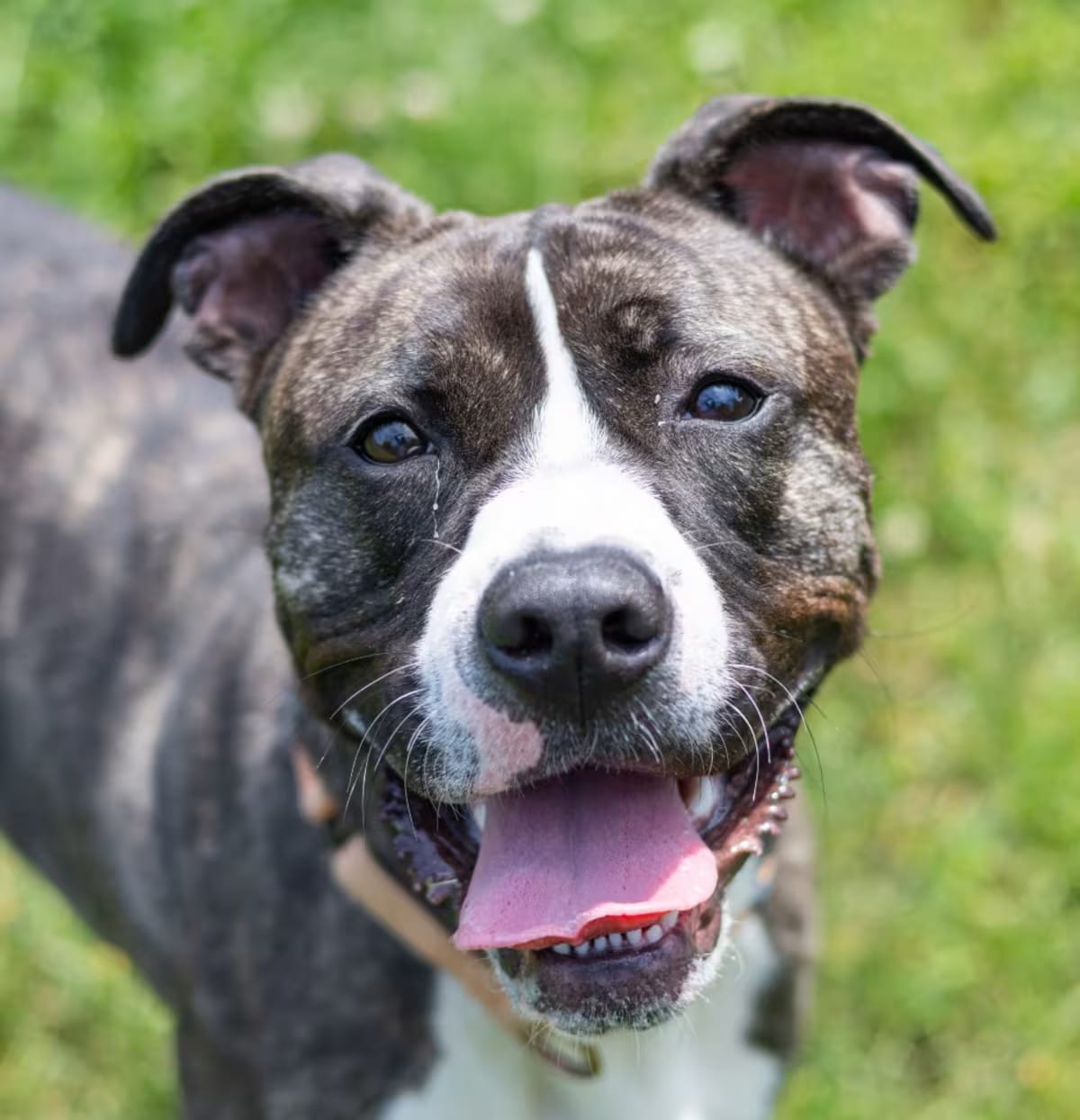 Photo of Angel Melody, adoptable American Pit Bull Terrier in Wilmington, Delaware