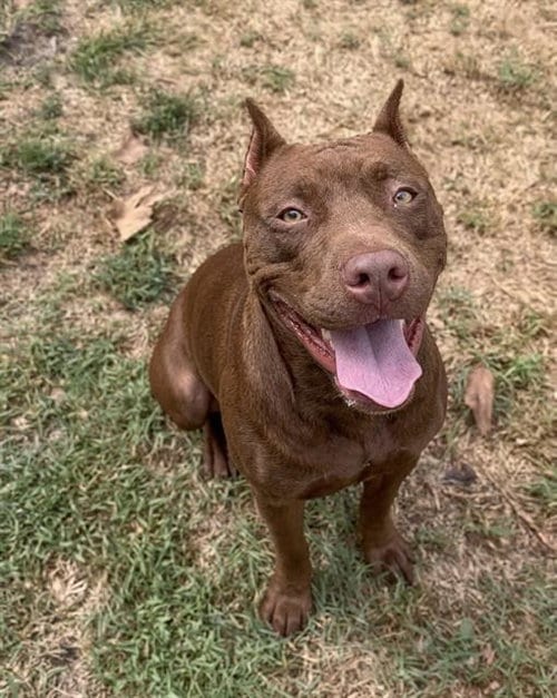 Photo of Aurora, adoptable Pit Bull Terrier in Riverside, California