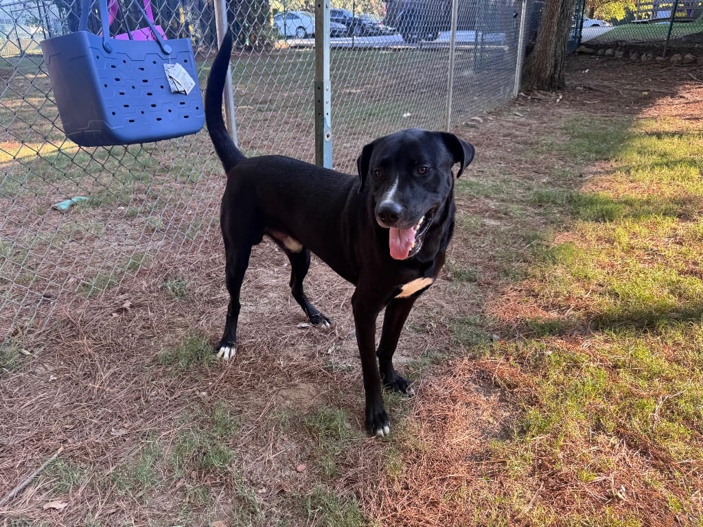 Photo of Cruz, adoptable Labrador Retriever in Little Rock, Arkansas