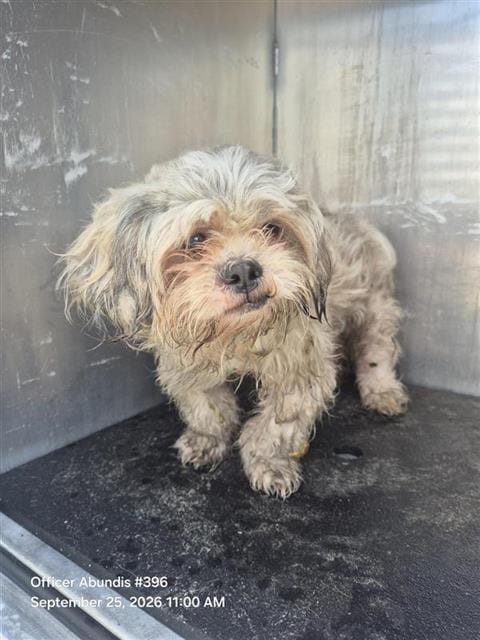Photo of Reptar, adoptable Shih Tzu in San Antonio, Texas