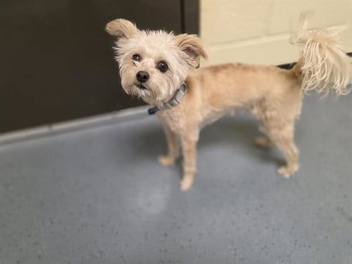 Photo of Chica, adoptable Yorkshire Terrier Yorkie in Denver, Colorado