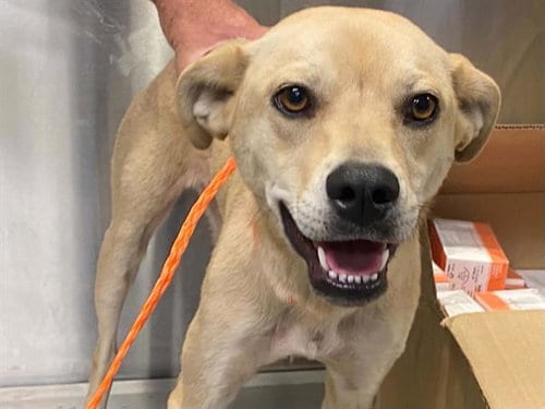 Photo of Rizzle, adoptable Labrador Retriever in Orange, California