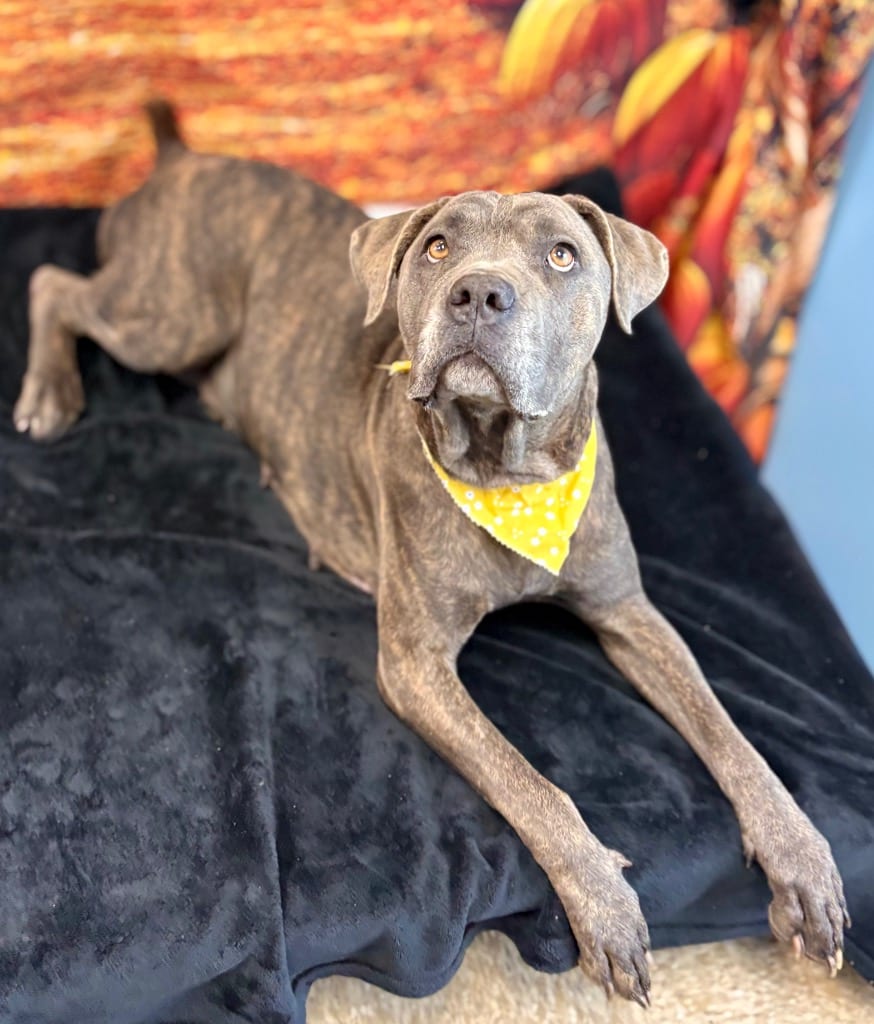 Photo of Kallie, adoptable Cane Corso Mastiff in Nacogdoches, Texas
